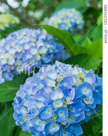 梅雨に咲くアジサイ(紫陽花)のイメージ 梅雨に咲くアジサイ(紫陽花)のイメージ 102345880