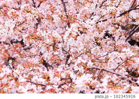 上から見下ろす満開の桜の写真素材 [102345916] - PIXTA