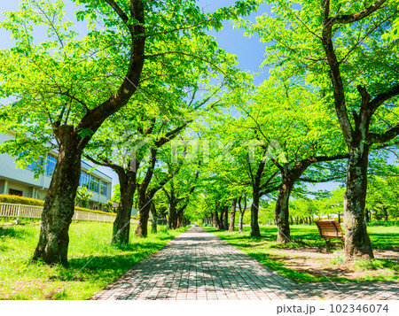 住宅街の公園 新緑の桜並木 住宅街の公園 新緑の桜並木 102346074
