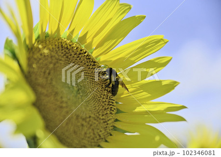 第一なぎさ公園のひまわり畑 第一なぎさ公園のひまわり畑 102346081