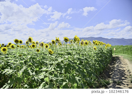 第一なぎさ公園のひまわり畑 第一なぎさ公園のひまわり畑 102346176