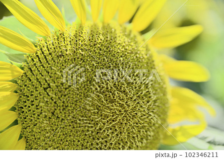 第一なぎさ公園のひまわり畑 第一なぎさ公園のひまわり畑 102346211