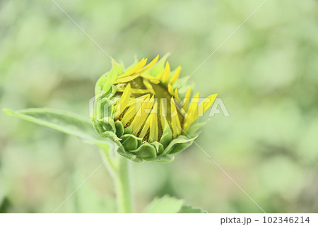 第一なぎさ公園のひまわり畑 第一なぎさ公園のひまわり畑 102346214