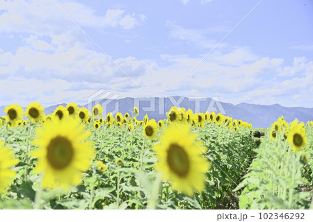 第一なぎさ公園のひまわり畑 第一なぎさ公園のひまわり畑 102346292