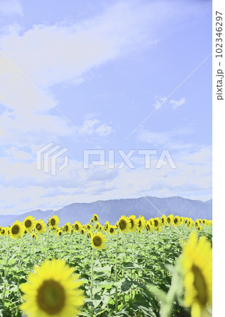 第一なぎさ公園のひまわり畑 第一なぎさ公園のひまわり畑 102346297