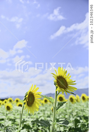 第一なぎさ公園のひまわり畑 第一なぎさ公園のひまわり畑 102346346