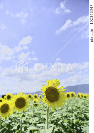 第一なぎさ公園のひまわり畑 第一なぎさ公園のひまわり畑 102346347