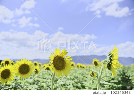 第一なぎさ公園のひまわり畑 第一なぎさ公園のひまわり畑 102346348