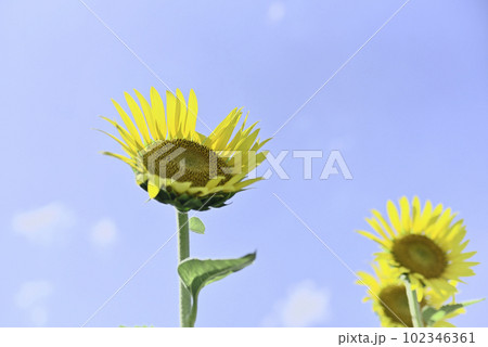 第一なぎさ公園のひまわり畑 第一なぎさ公園のひまわり畑 102346361