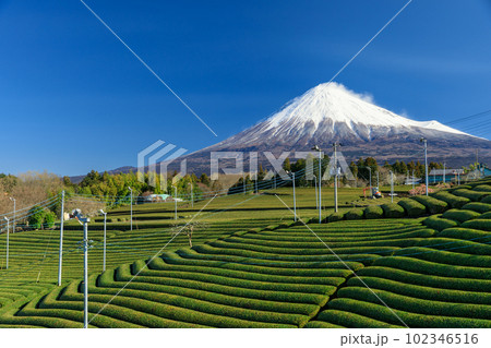 富士山と茶畑の絶景 102346516