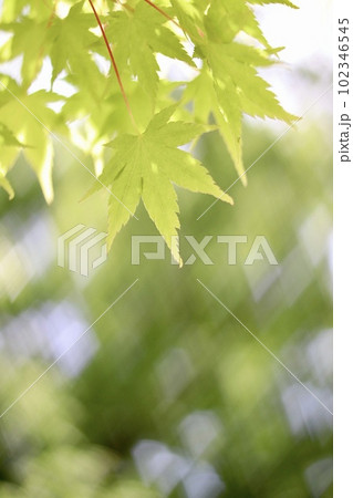 キラキラした背景と青紅葉 102346545