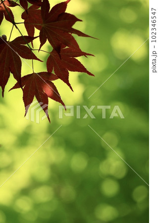 玉ボケの新緑と赤紅葉 玉ボケの新緑と赤紅葉 102346547