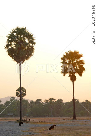 Palms tree sunset background chill asia view  102346569
