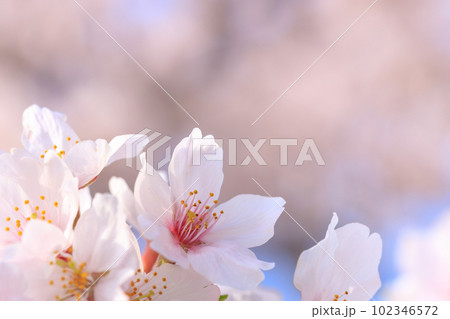 春の桜イメージ 102346572
