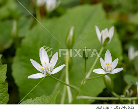薄曇りの晩春の日に咲いているオオアマナの花 薄曇りの晩春の日に咲いているオオアマナの花 102346612