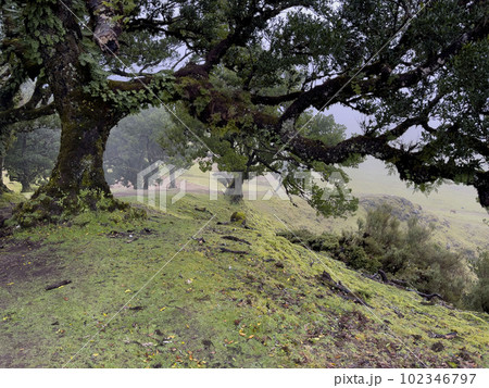 Laurel trees in Paul da Serra in Fanal Laurel trees in Paul da Serra in Fanal 102346797