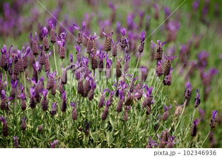 フレンチラベンダー ストエカス系 オーシャンブルーという品種 フレンチラベンダー ストエカス系 オーシャンブルーという品種 102346936