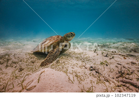 sea turtle cruises in the warm waters of the Indian Ocean in the Maldives sea turtle cruises in the warm waters of the Indian Ocean in the Maldives 102347119