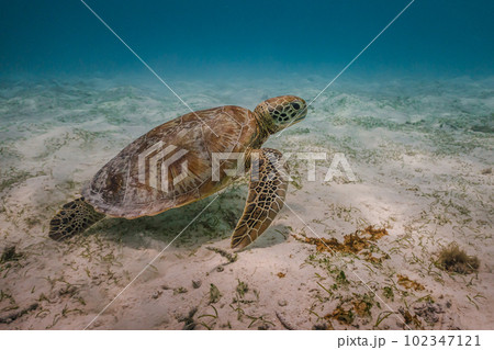 sea turtle cruises in the warm waters of the Indian Ocean in the Maldives 102347121