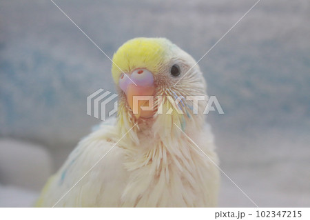 セキセイインコの雛 102347215