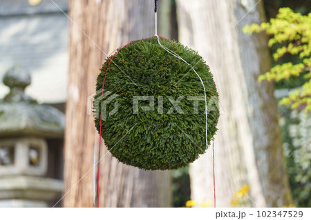 松尾大社 神輿庫 杉玉(京都市西京区嵐山宮町) 松尾大社 神輿庫 杉玉(京都市西京区嵐山宮町) 102347529