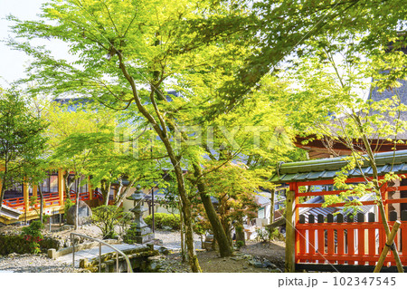 松尾大社 青紅葉(京都市西京区嵐山宮町) 松尾大社 青紅葉(京都市西京区嵐山宮町) 102347545