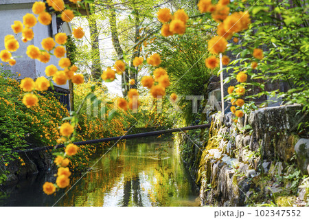 早朝の松尾大社　満開の山吹（京都市西京区嵐山宮町） 102347552