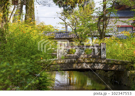 早朝の松尾大社　満開の山吹（京都市西京区嵐山宮町） 102347553