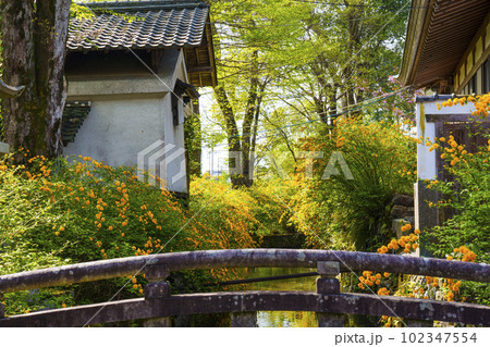 早朝の松尾大社　満開の山吹（京都市西京区嵐山宮町） 102347554