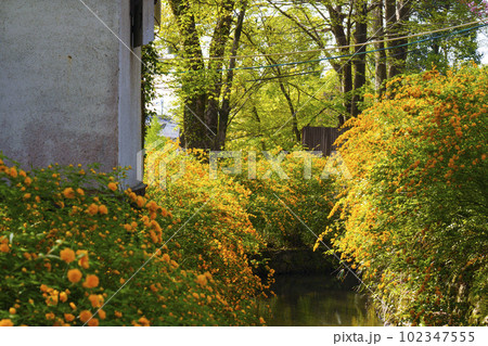 早朝の松尾大社　満開の山吹（京都市西京区嵐山宮町） 102347555
