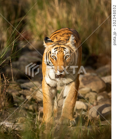 wild adult bengal female tiger or panthera tigris closeup head on with eye contact on territory marking in morning safari dhikala zone jim corbett national park forest tiger reserve uttarakhand india wild adult bengal female tiger or panthera tigris closeup head on with eye contact on territory marking in morning safari dhikala zone jim corbett national park forest tiger reserve uttarakhand india 102348032