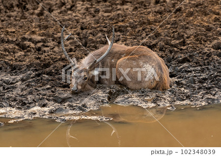 wild male sambar deer or rusa unicolor resting and cooling off his body with eye contact and reflection in mud water or sludge in hot summer season jungle safari in national park forest reserve india wild male sambar deer or rusa unicolor resting and cooling off his body with eye contact and reflection in mud water or sludge in hot summer season jungle safari in national park forest reserve india 102348039