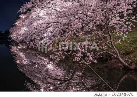 高田公園の夜桜水鏡 102348076