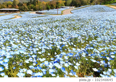 【香川県】春の国営讃岐まんのう公園（ネモフィラ畑） 102348645