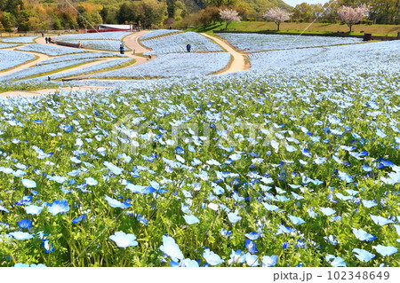 【香川県】春の国営讃岐まんのう公園（ネモフィラ畑） 102348649