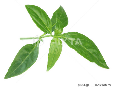 Ayurvedic Medicinal Chirata leaves 102348679