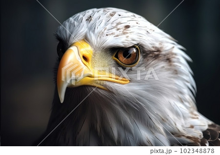 Portrait of a white-headed eagle, white head, yellow beak, looking at the camera. Generative AI 102348878