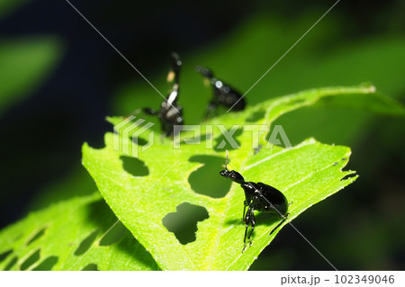 エゴツルクビオトシブミ(メス) エゴツルクビオトシブミ(メス) 102349046