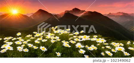 Summer landscape field daisies against backdrop mountains. Wild nature with sky Summer landscape field daisies against backdrop mountains. Wild nature with sky 102349062