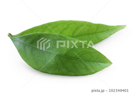 Green lychee leaf isolated on a white background 102349401