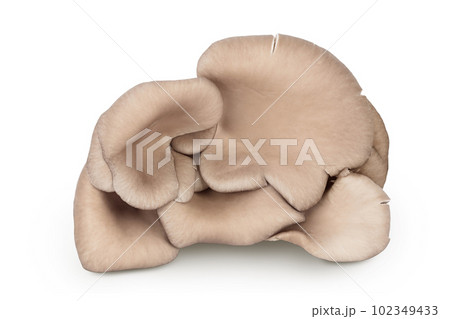 Oyster mushrooms isolated on white background with full depth of field 102349433