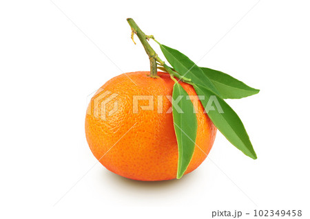 Tangerine or clementine with green leaf isolated on white background with full depth of field. Tangerine or clementine with green leaf isolated on white background with full depth of field. 102349458