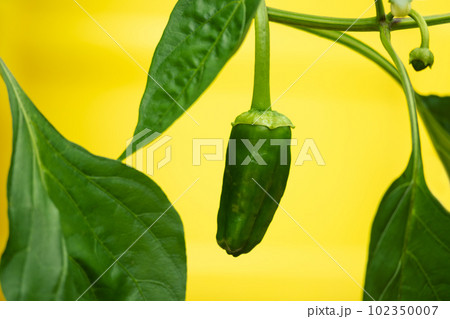 Green pepper plant on yellow background 102350007