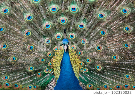 Peacock spreads colorful tail feathers 102350022