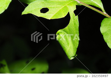 エゴツルクビオトシブミの揺籃 102350497