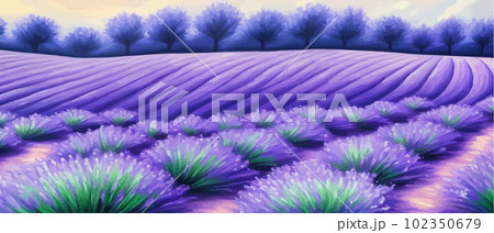 Horizon view lavender valley. Sunny day summer weather. Sunset Meadow Outdoor Horizon view lavender valley. Sunny day summer weather. Sunset Meadow Outdoor 102350679