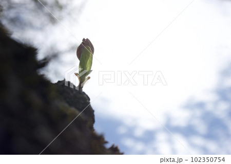 春の芽吹き 春の芽吹き 102350754