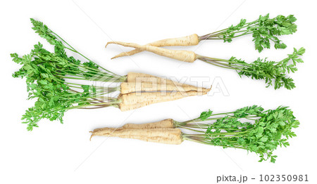 Parsley root with leaves isolated on white background Parsley root with leaves isolated on white background 102350981