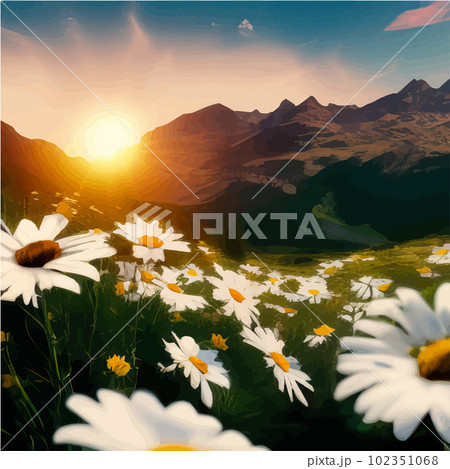 Beautiful blooming white daisies on background mountains and sunset sky Beautiful blooming white daisies on background mountains and sunset sky 102351068