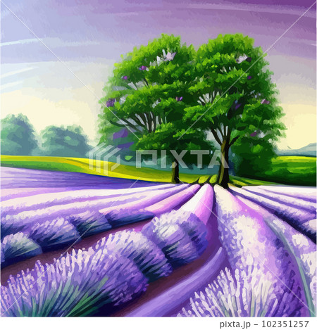 Purple lavender bloom. Purple fragrant lavender flowers. Illustration 102351257